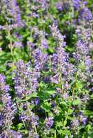 Kleinblütige Bergminze (Clinopodium nepeta)