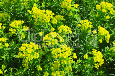 Sumpf-Wolfsmilch (Euphorbia palustris)