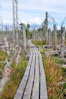 Totholz im Nationalpark Bayerischen Wald