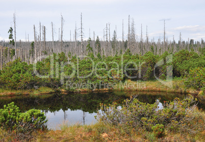 Zwieselter Filz im Nationalpark Bayerischen Wald