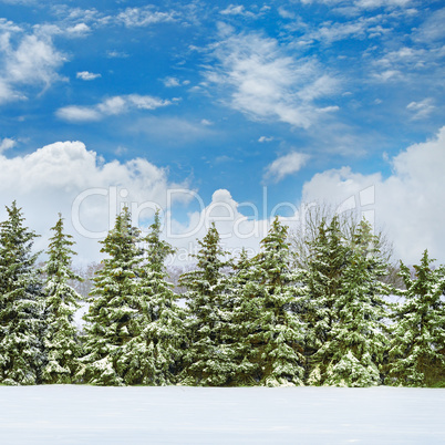 Beautiful winter landscape: a field covered with snow and spruce