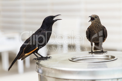 Tristram's Starling or Tristram's Grackle .