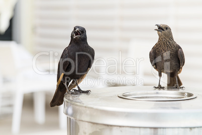 Tristram's Starling or Tristram's Grackle .