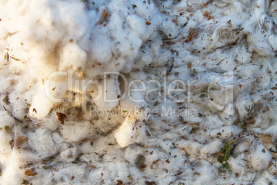 Cotton harvest from field .