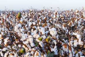 Cotton on the plant ready to be harvested .