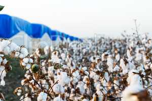 Cotton on the plant ready to be harvested .