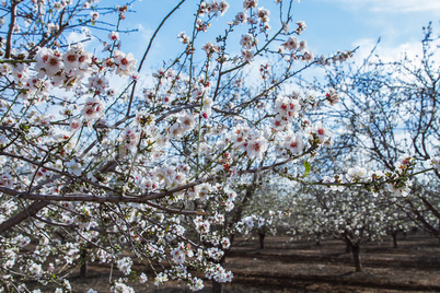 Almond flower trees at spring