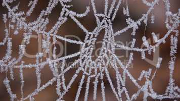 Spinnennetz mit Raureif