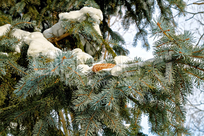 Fir and pine cone in snow