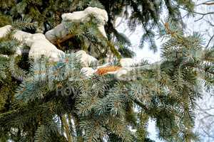 Fir and pine cone in snow