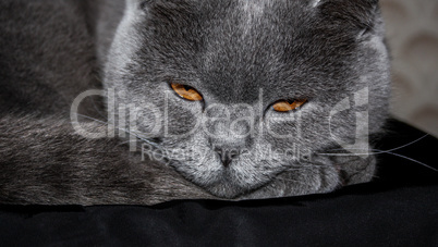 Angry sleepy gray cat