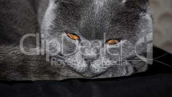 Angry sleepy gray cat
