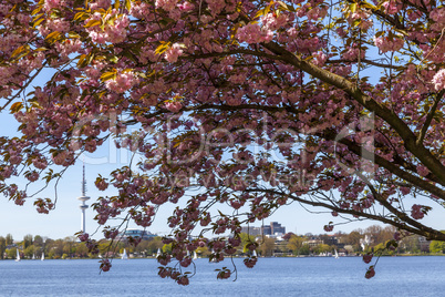 Frühling an der Außenalster in Hamburg, Deutschland