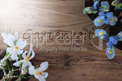 Sunny Crocus And Hyacinth, Gartenzeit Means Garden Time