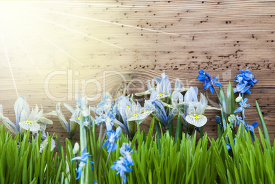Sunny Spring Meadow With Blue Crocus And Gras, Copy Space