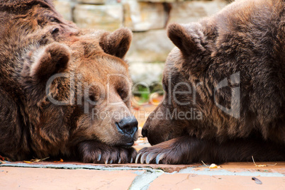 Two brown bears