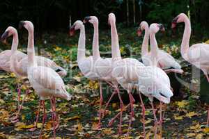 Flock of pink flamingos