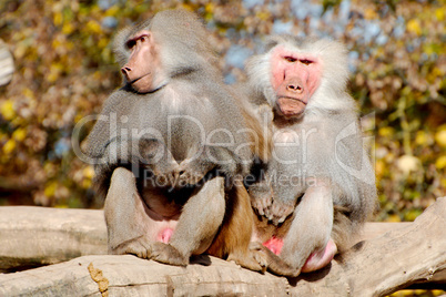 Two hamadryas baboons