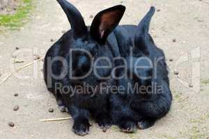 Two black rabbits