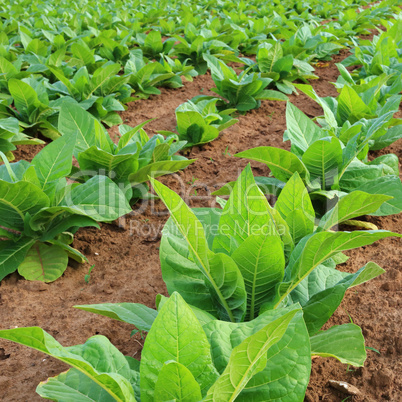 Tobacco plantation