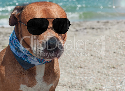Auburn American pit bull terrier with black sunglasses on the be