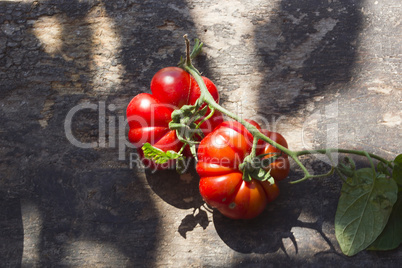 Tomatoes on the table