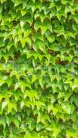 Ivy leaves