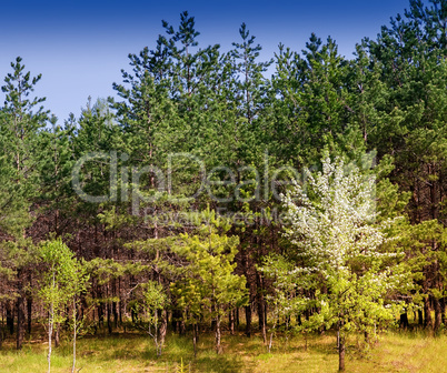 Landscape with pine trees on the edge of the forest.