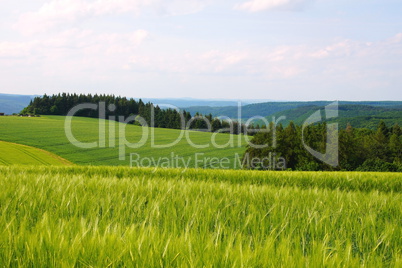 grüne Frühlingslandschaft