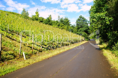 grüner Weinberg und Strasse