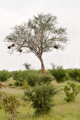 Deciduous Tree with Several