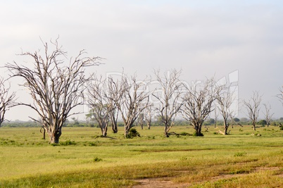 Forest of dead trees