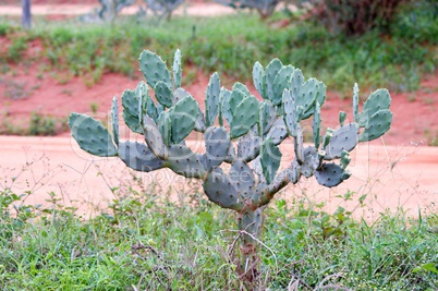 Cactus Opuntia which