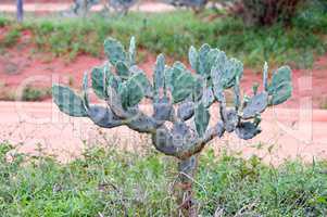 Cactus Opuntia which