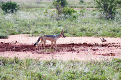 Jackal walking in the tall grass