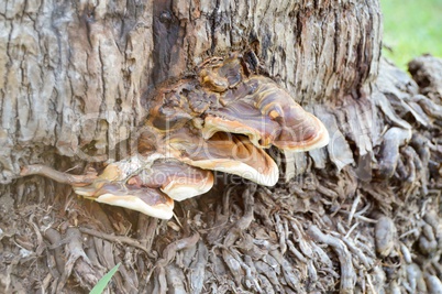 Mushrooms on the trunk