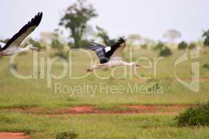 Stork in flight
