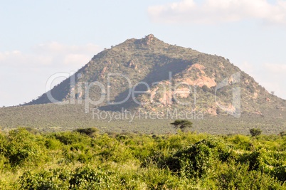 African savannah with a green