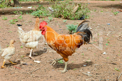 Rooster brown and black