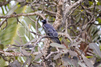 Black crested on a branch