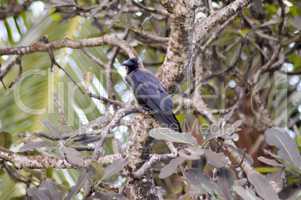Black crested on a branch