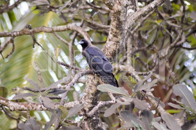 Black crested