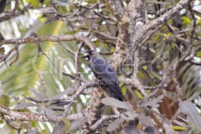 Black crested