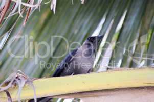 Black crested