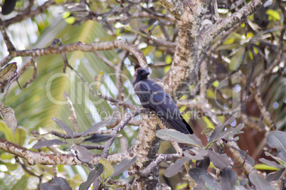 Black crested