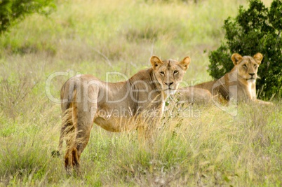 Two lionesses lying