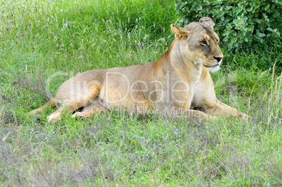 Two lionesses lying