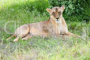 A lioness lying