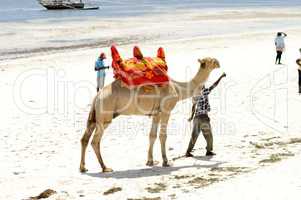 Dromedary on the beach