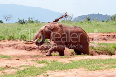 Kenya's red elephant